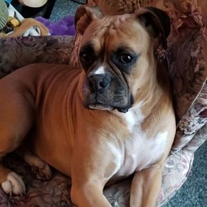 Meet Athena .. only love  🐕